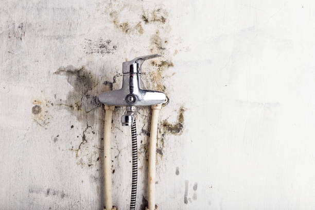 Best Best Mold Removal Companies  in Brices Creek, NC
