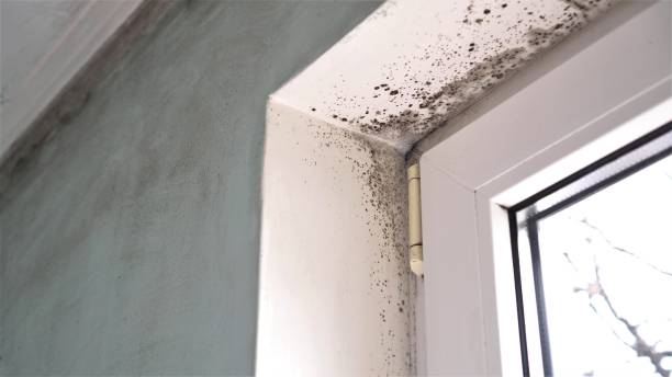 Office Mold Removal Services in Brices Creek, NC