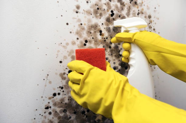 Best Office Mold Removal Services  in Brices Creek, NC